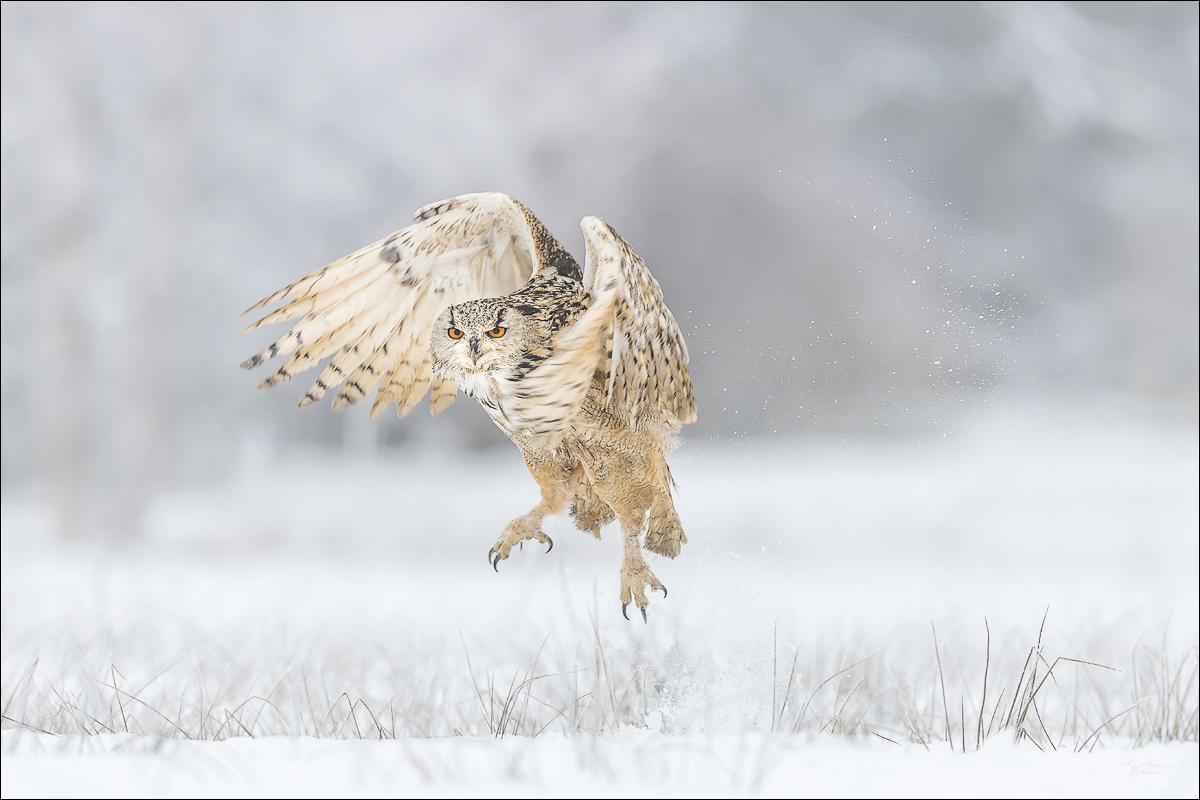 Jäger im Schnee...