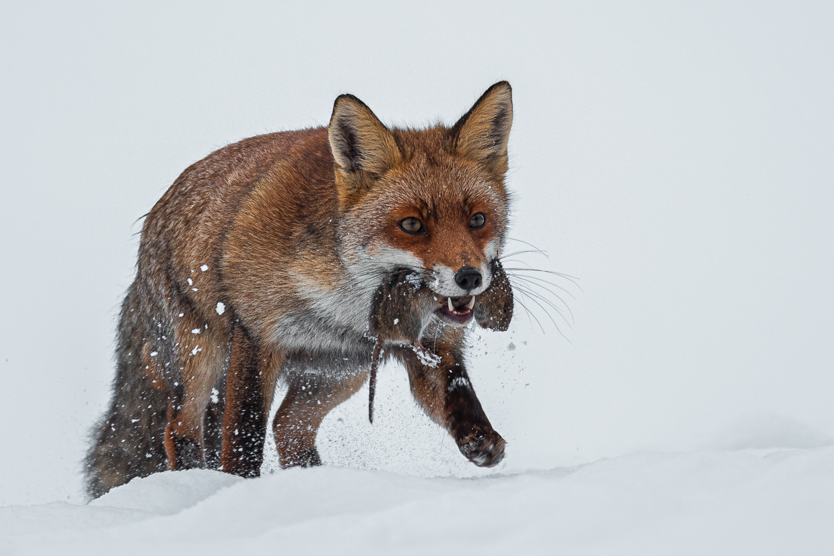 Jäger im Schnee