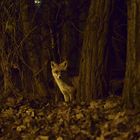 Jäger in der Finsternis des Waldes - Hunter in the darkness of the forest