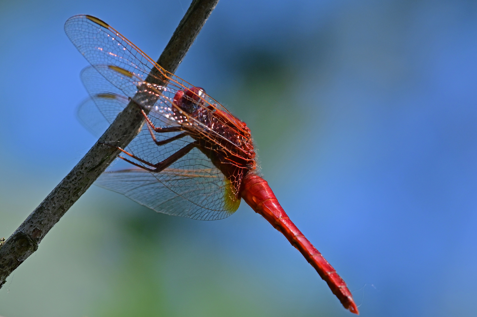 Jäger in rotem Gewand: Feuerlibelle (Crocothemis erythrea)