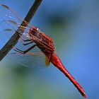 Jäger in rotem Gewand: Feuerlibelle (Crocothemis erythrea)