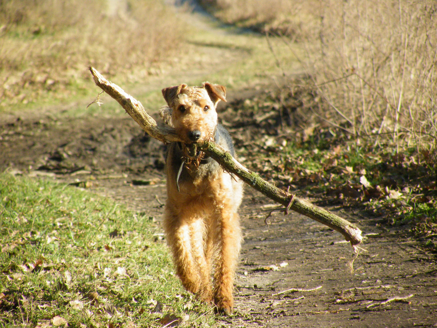 Jäger und Beute