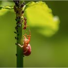 Jäger und Gejagte