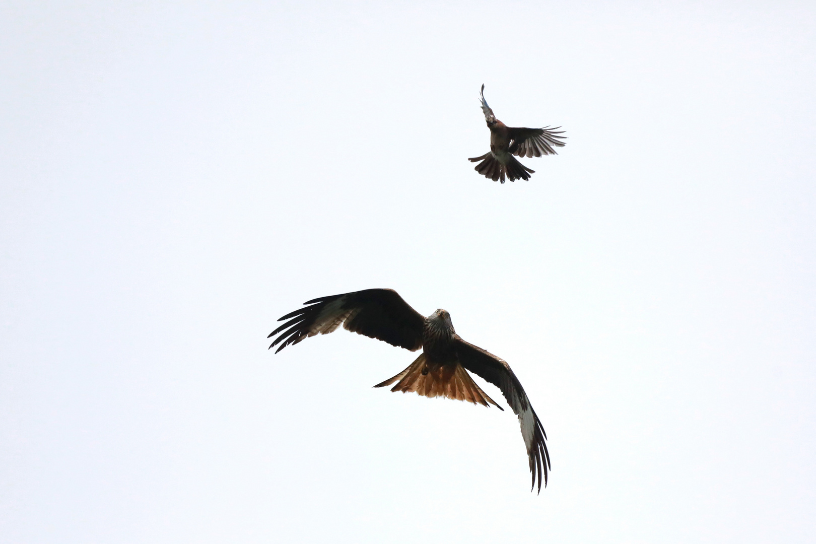 Jäger und Gejagter wechseln sich ab... III