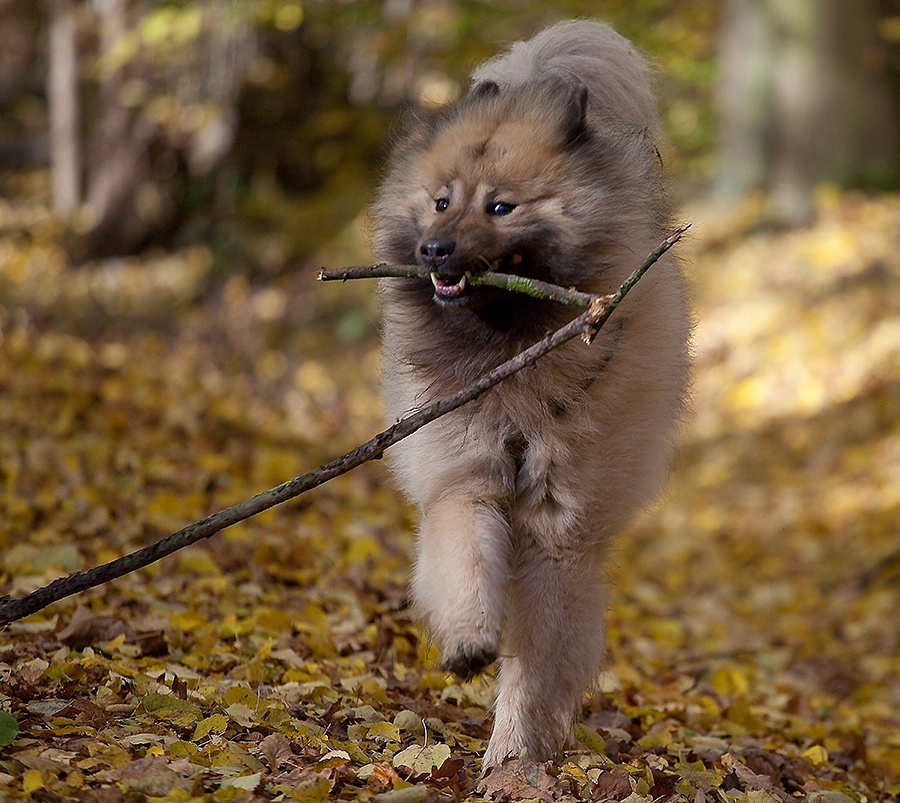 Jäger und Sammler Foto & Bild | tiere, haustiere, hunde ...