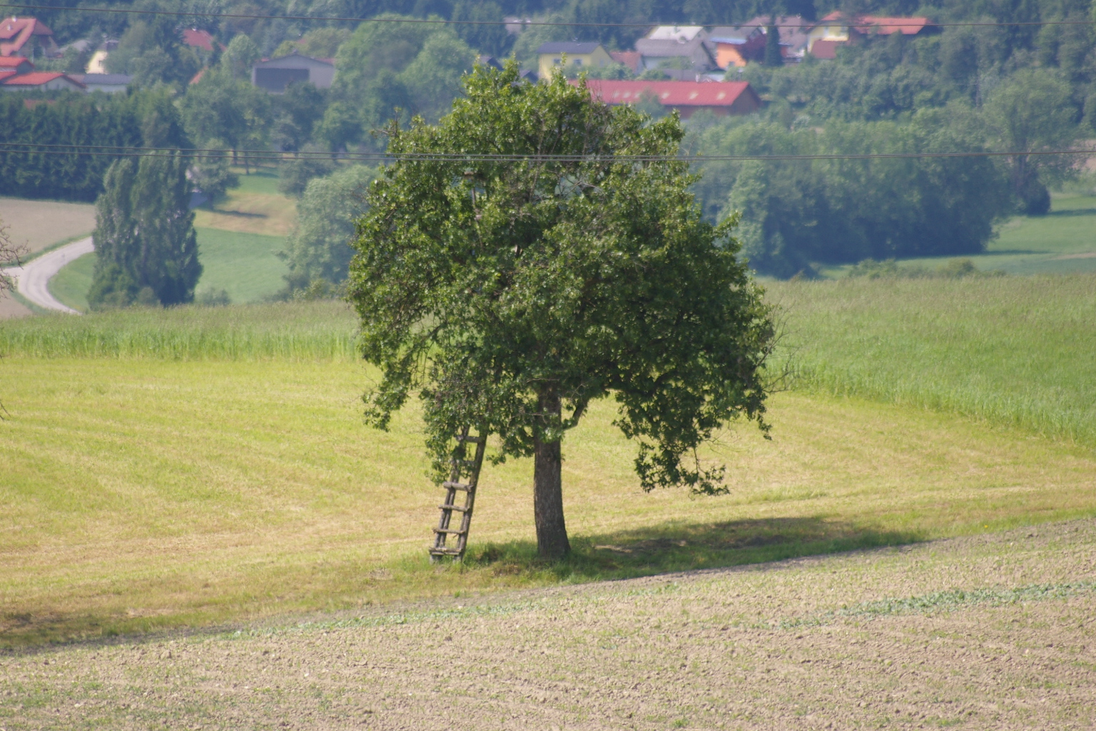 Jägerhochstand im Baum