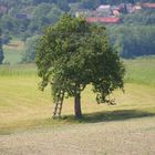 Jägerhochstand im Baum