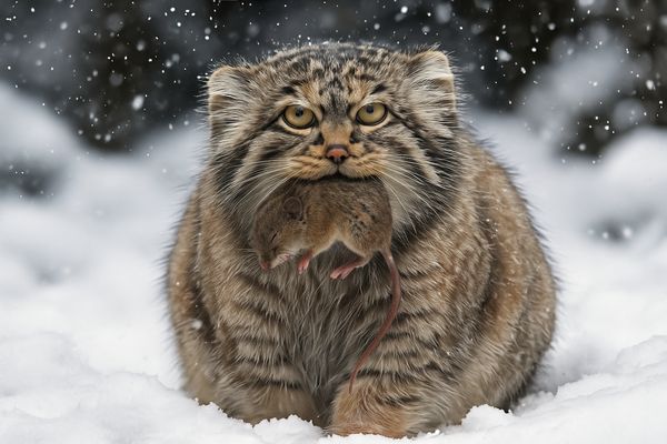 Jägerin der Höhen – Die Pallas-Katze im Himalaya!