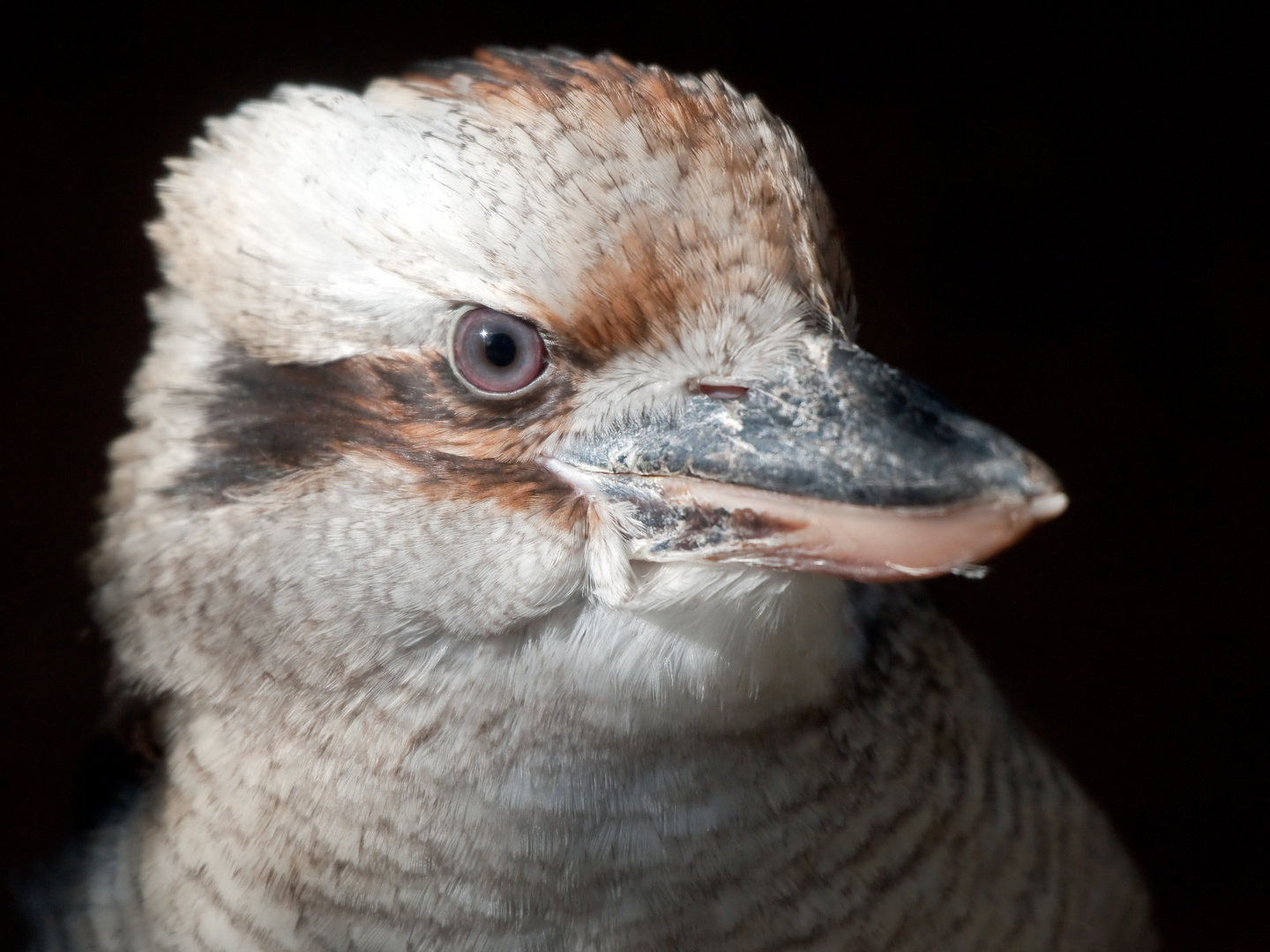 Jägerliest (Dacelo novaeguineae)