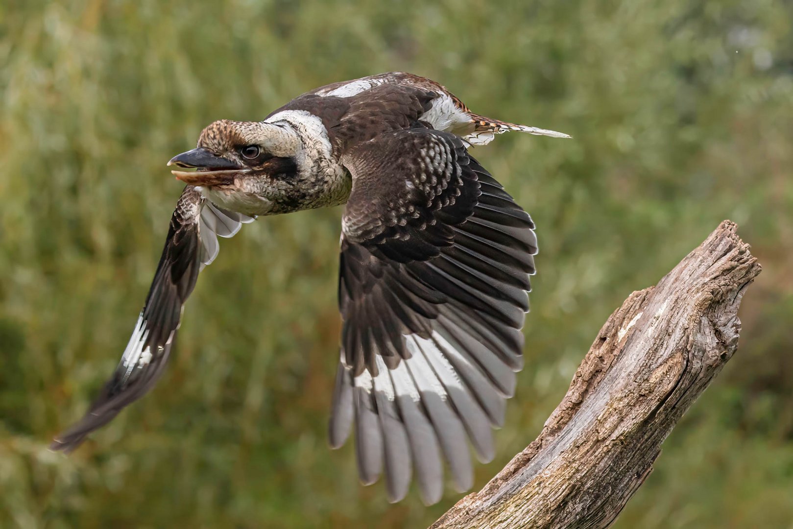 Jägerliest / Laughing kookaburra