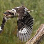 Jägerliest / Laughing kookaburra