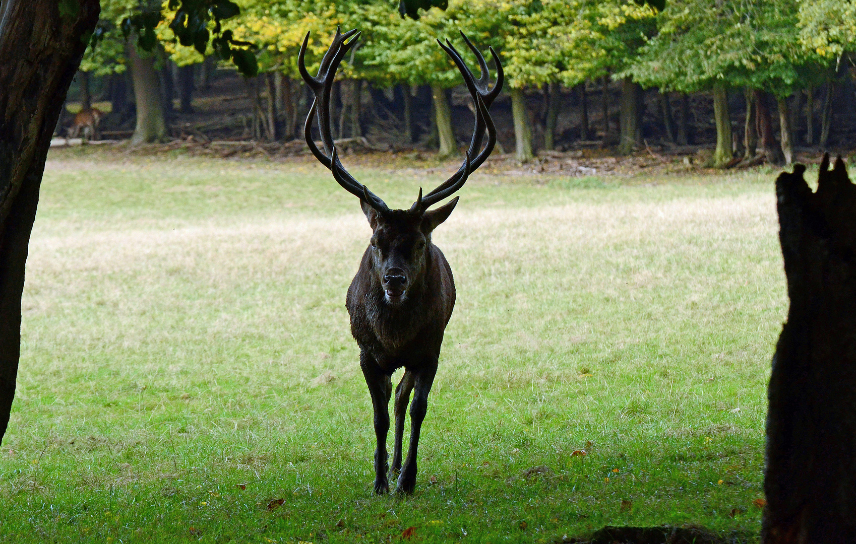 Jägermeister Foto & Bild tiere, wildlife, säugetiere Bilder auf