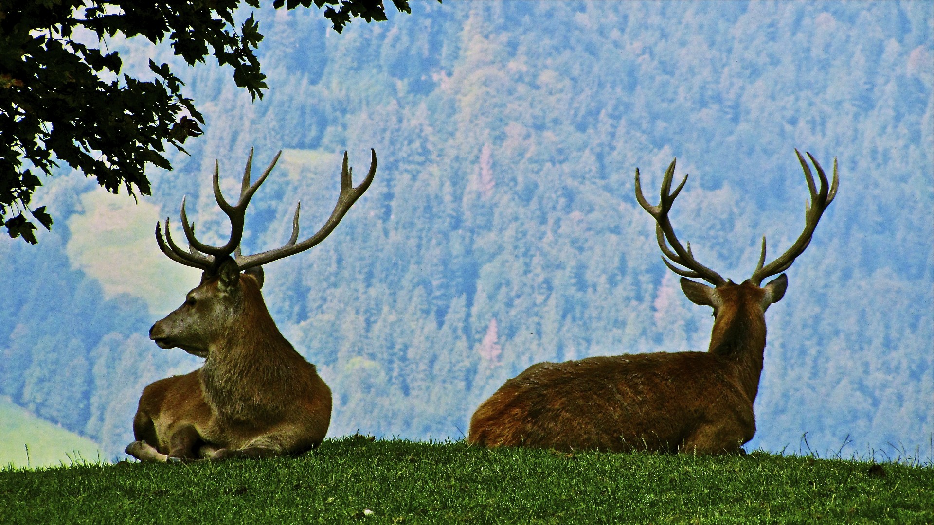 Jägermeister Foto & Bild tiere, wildlife, wildlife sonstige tiere