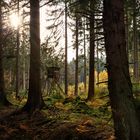 Jägermeister (Herbst in der Eifel)