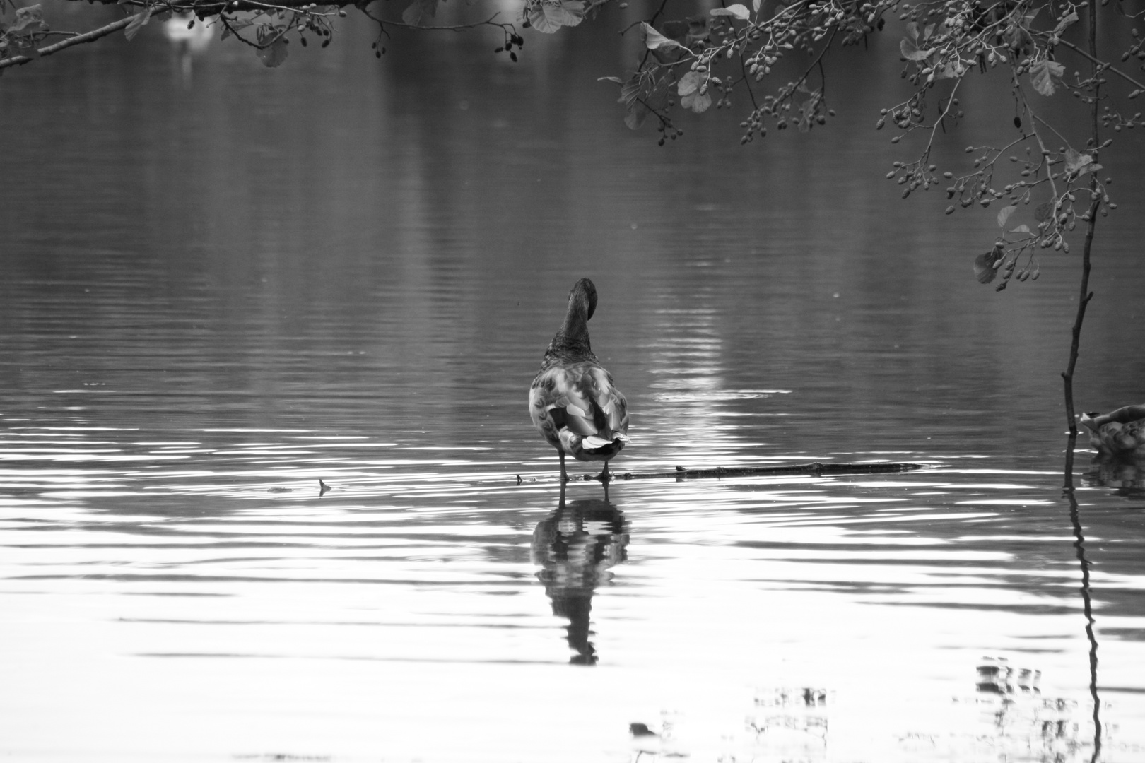 Jägersburger Weiher 2