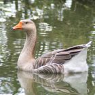 Jägersburger Weiher