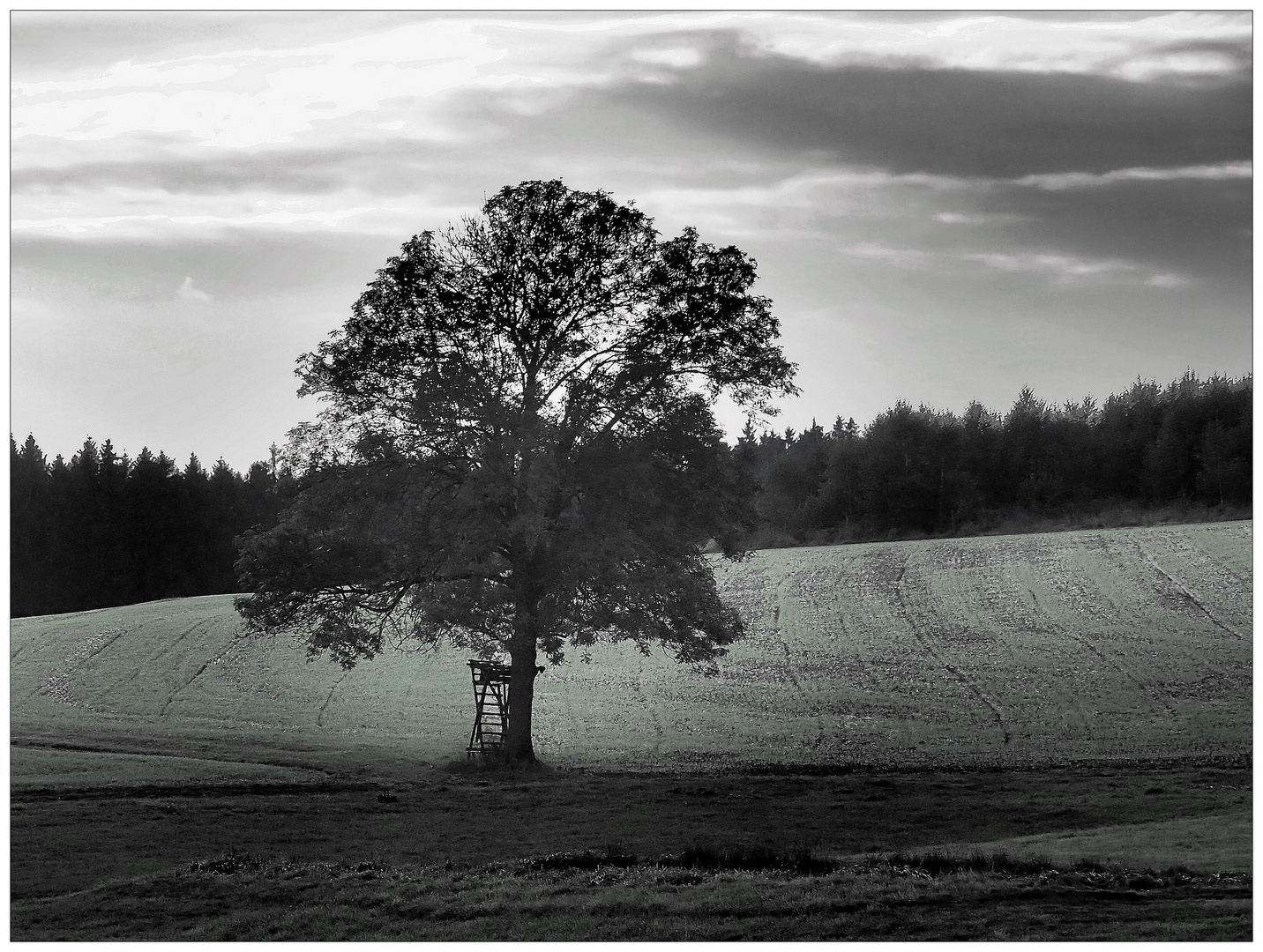 Jägersitz am Feldbaum