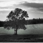 Jägersitz am Feldbaum