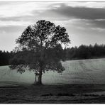 Jägersitz am Feldbaum