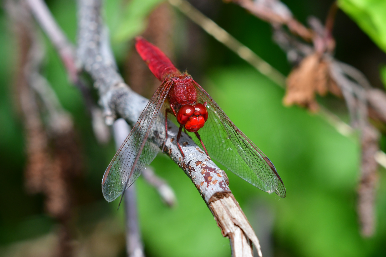 Jägersitz - Feuerlibelle (Crocothemis erythraea)