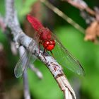 Jägersitz - Feuerlibelle (Crocothemis erythraea)