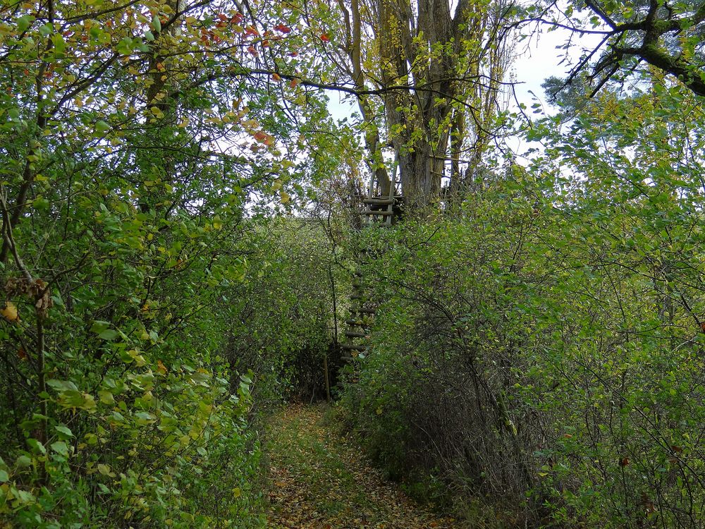 Jägersitz im Baum 2