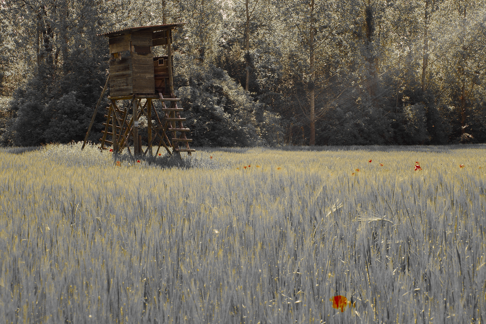 Jägerstand in der Morgensonne