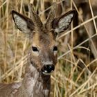 Jählingsbock Porträt