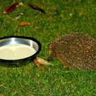 Jährlicher Besucher im Herbst