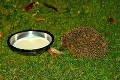 Jährlicher Besucher im Herbst