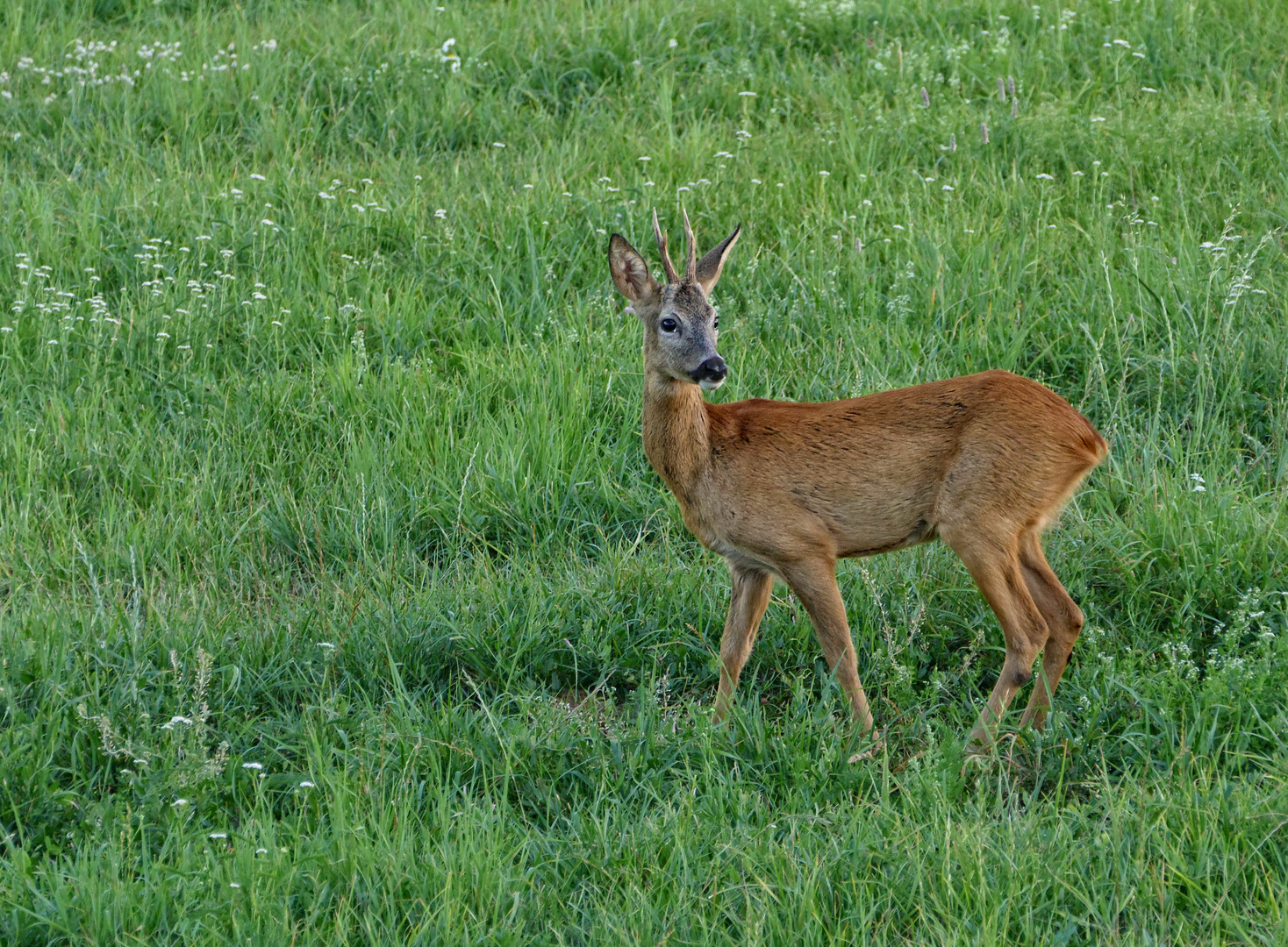 Jährling