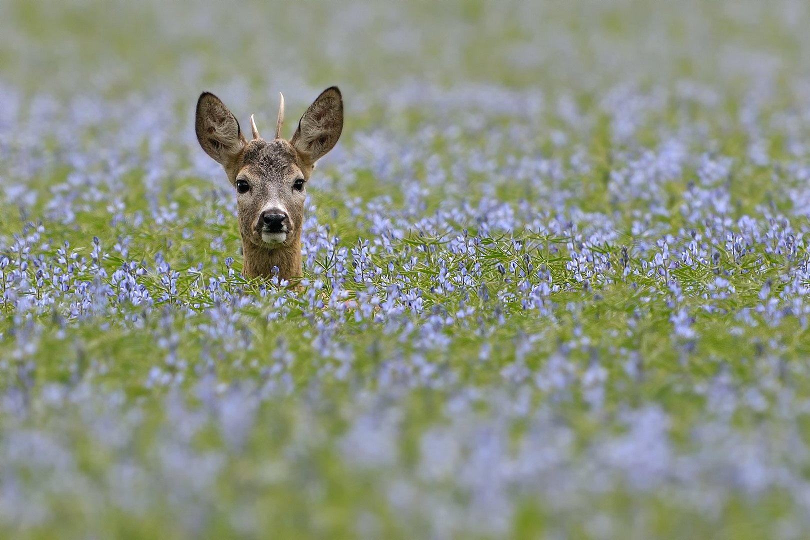 Jährling Foto & Bild tiere, wildlife, säugetiere Bilder auf