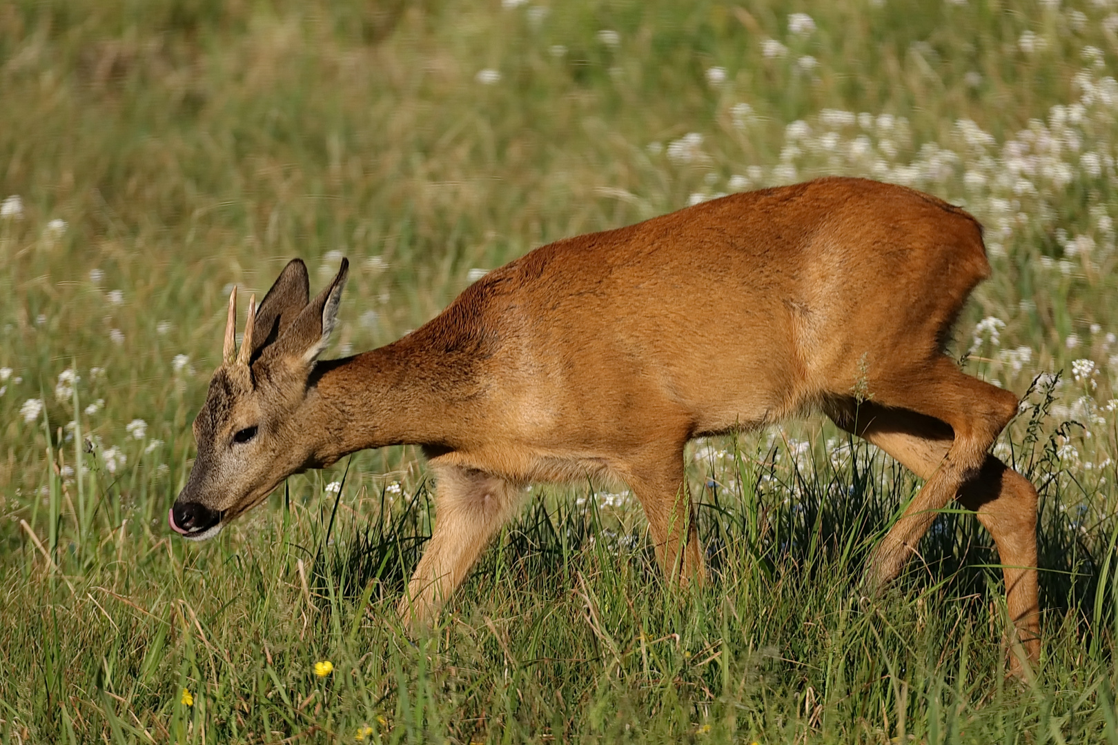 Jährling