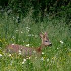 Jährling auf der Wiese