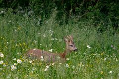 Jährling auf der Wiese