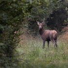 Jährling Hirsch