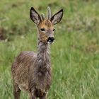 Jährling im Haarwechsel