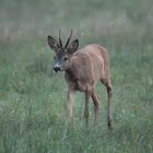 Jährling springt aufs blatten