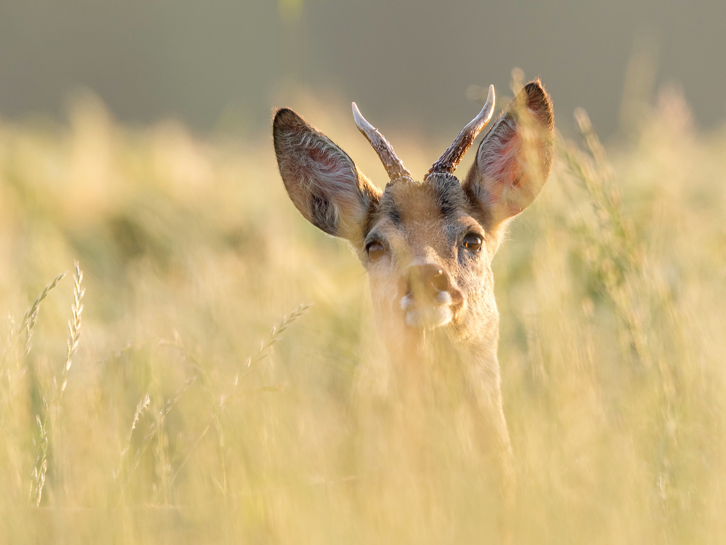 Jährlingbock im Morgenlicht