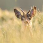 Jährlingbock im Morgenlicht