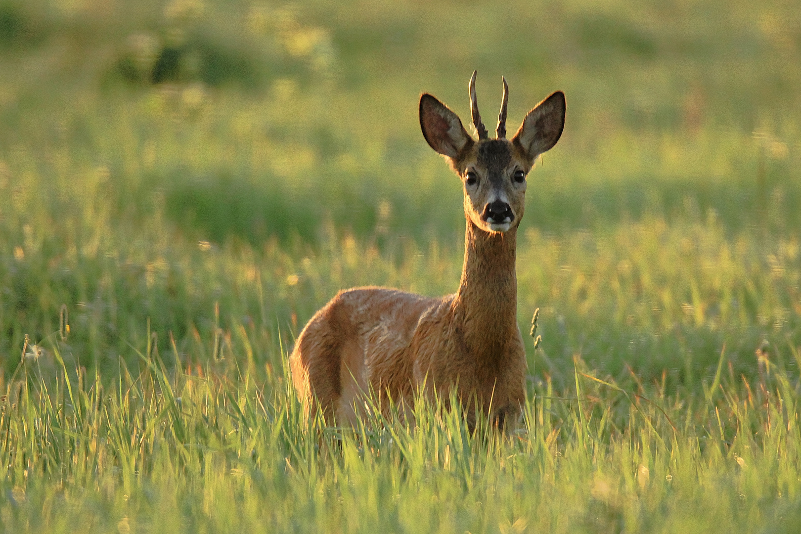 Jährlingsbock 1