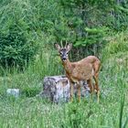 Jährlingsbock