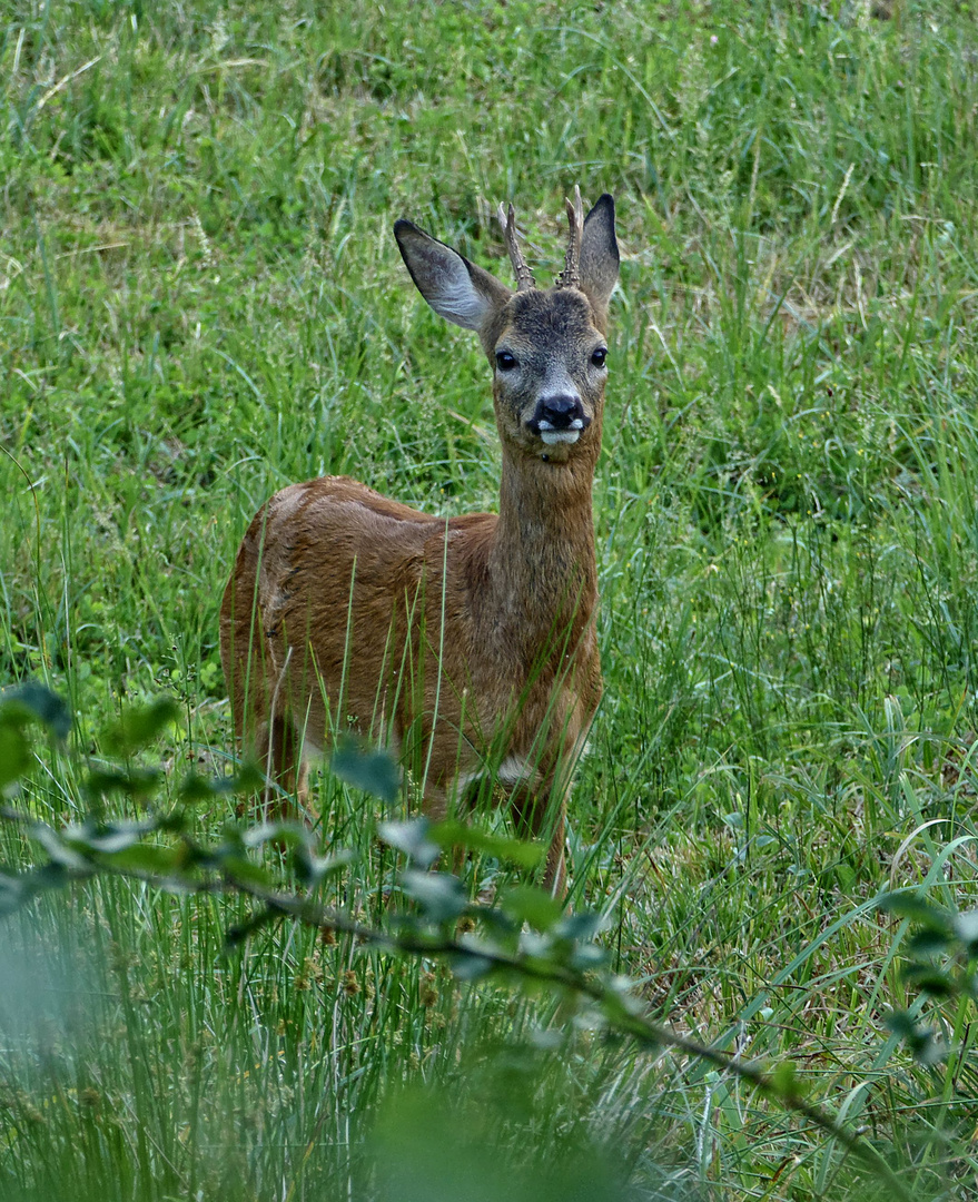 Jährlingsbock