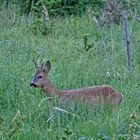 Jährlingsbock