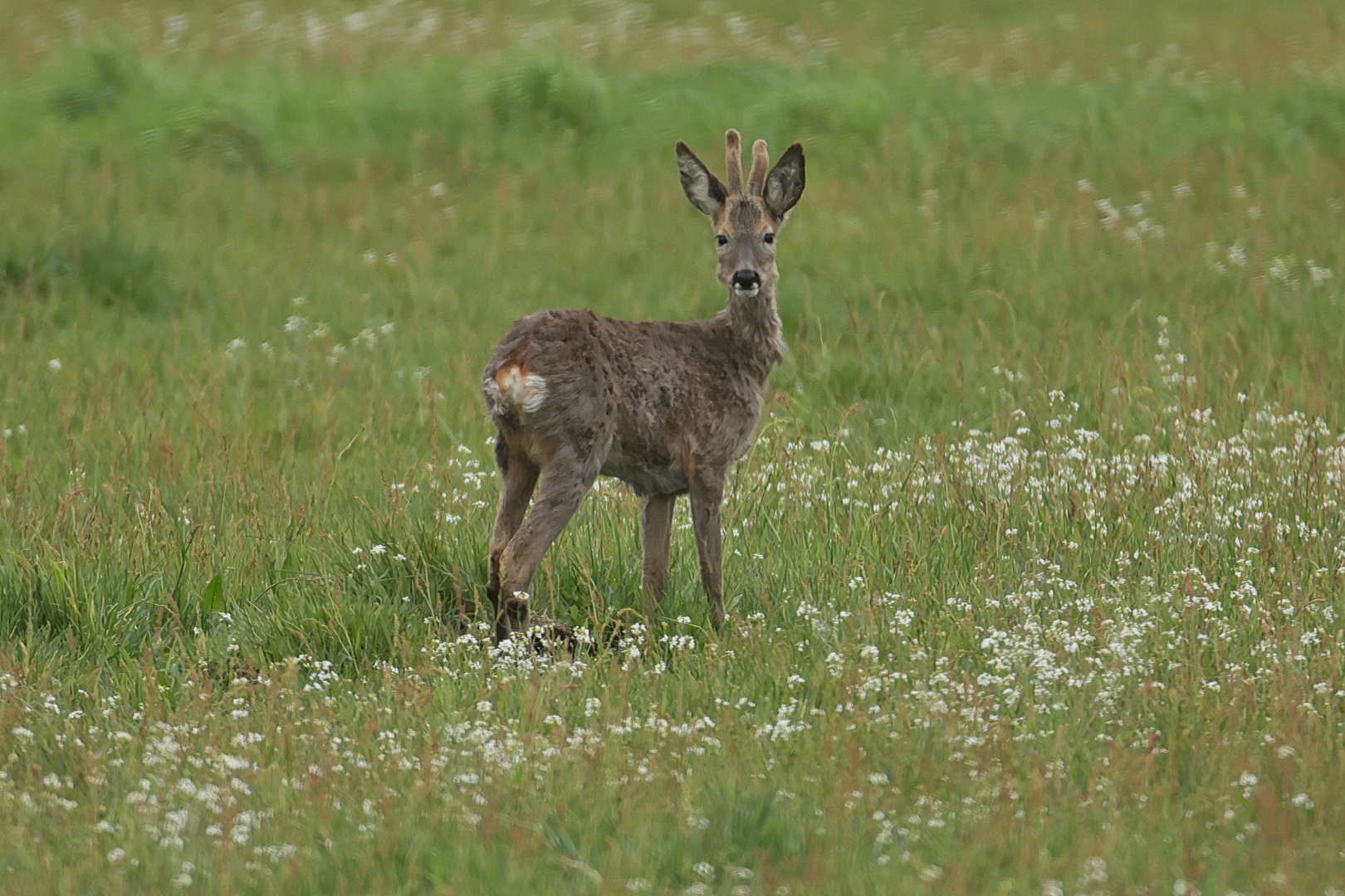 Jährlingsbock