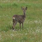 Jährlingsbock