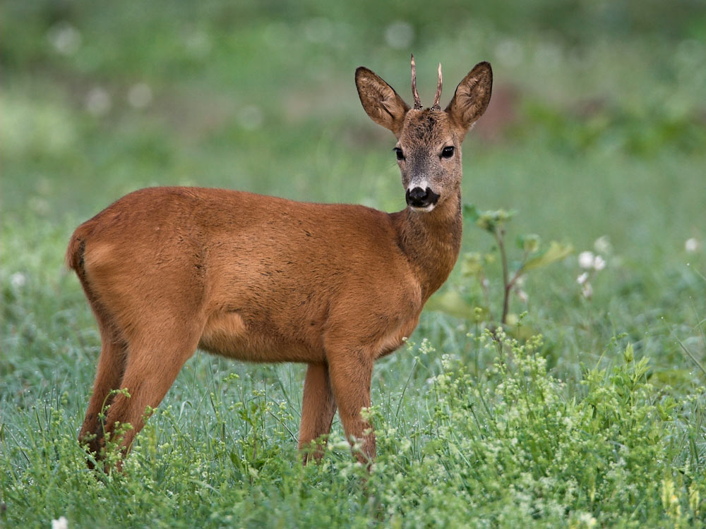 ~ Jährlingsbock ~