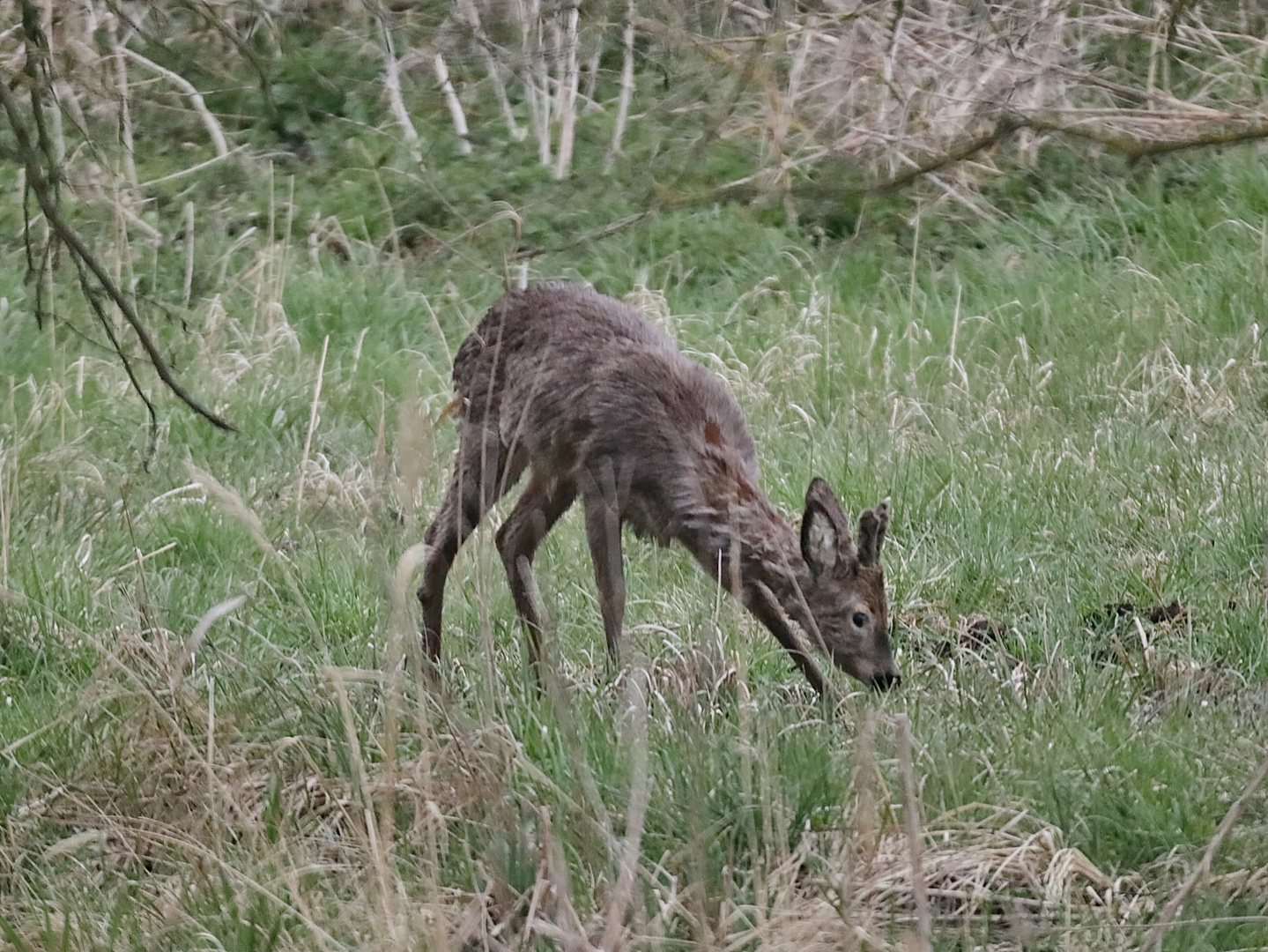 Jährlingsbock