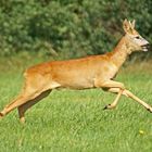 Jährlingsbock auf der Flucht