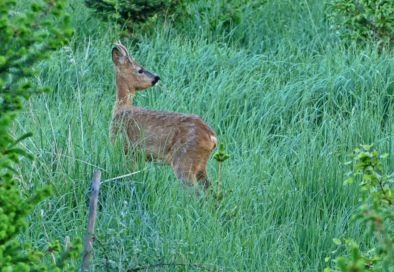 Jährlingsbock